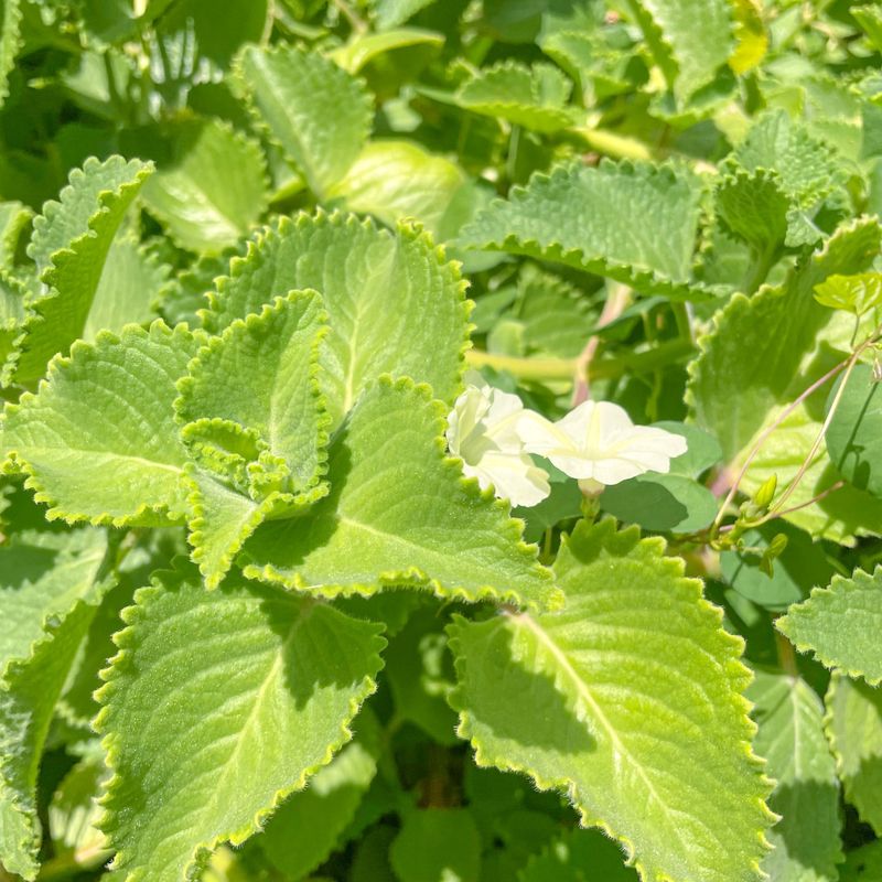 Mexican Oregano