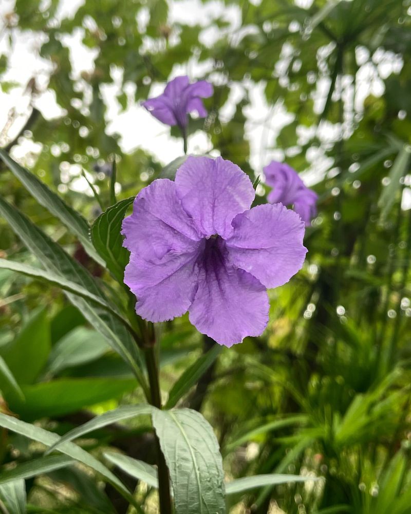 Mexican Petunia