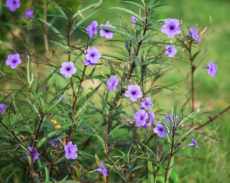 Mexican Petunia