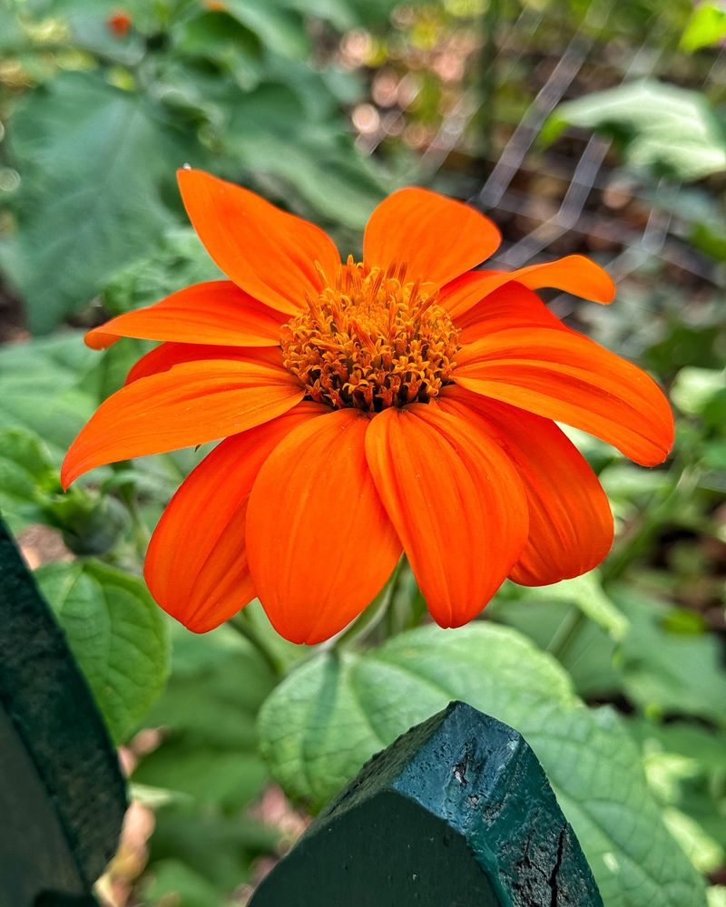 Mexican Sunflower