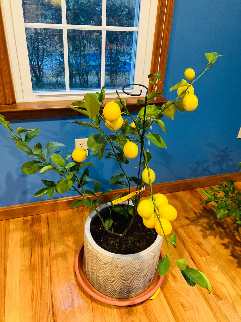 Meyer Lemon Tree