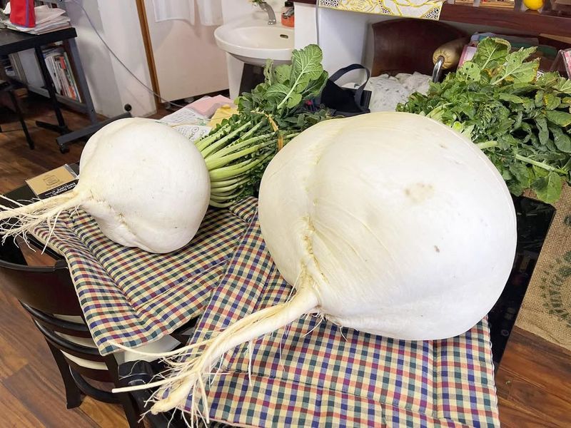 Michigan's Enormous Radish