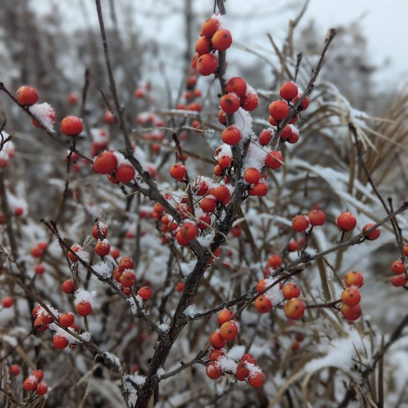 Michigan Holly