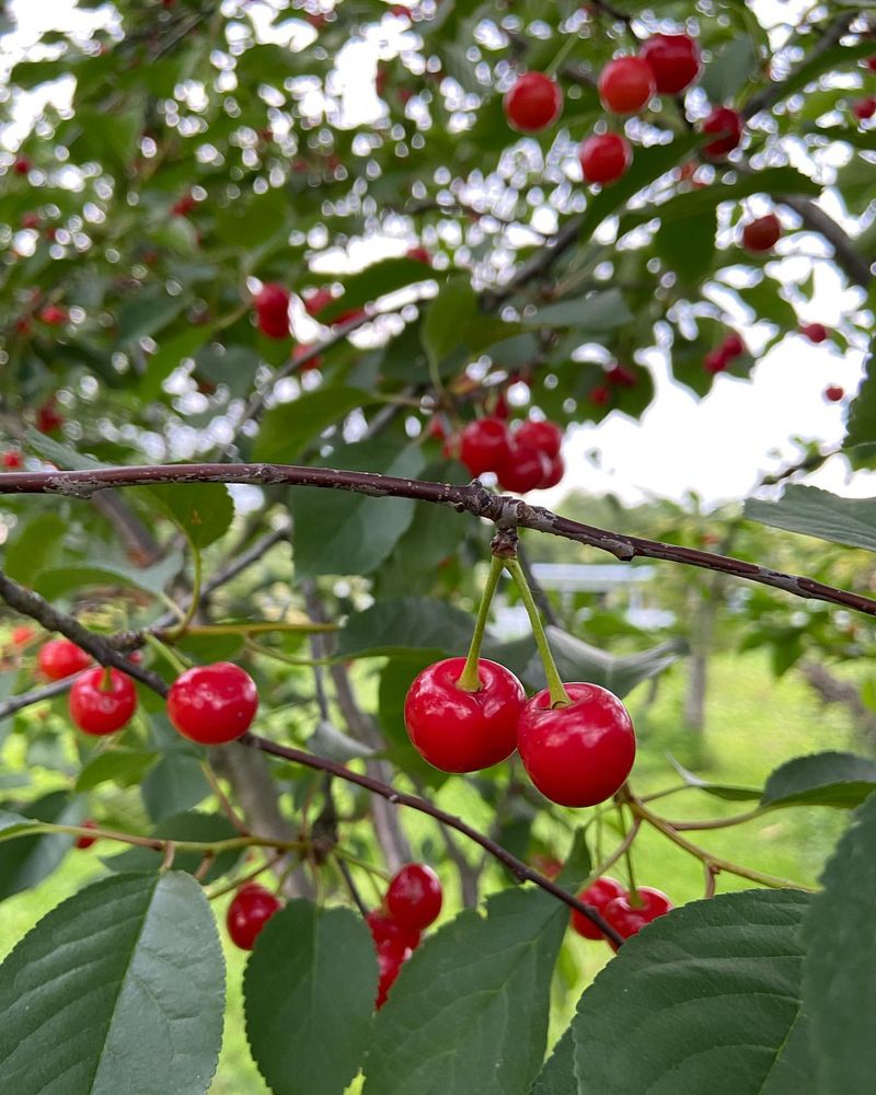 Michigan: Tart Cherry