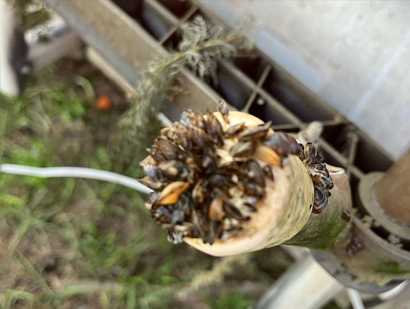 Michigan: Zebra Mussel