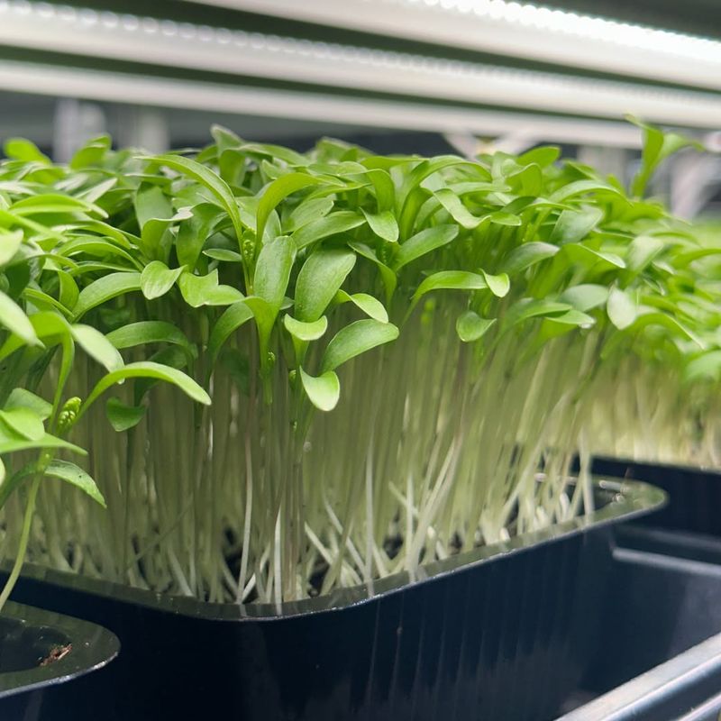 Microgreens