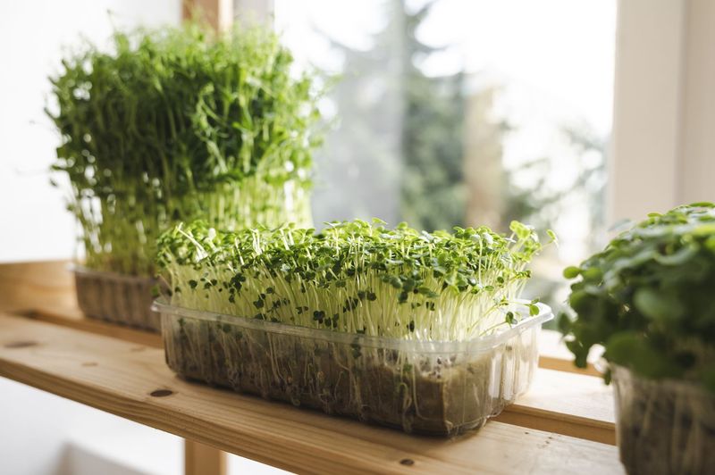 Microgreens