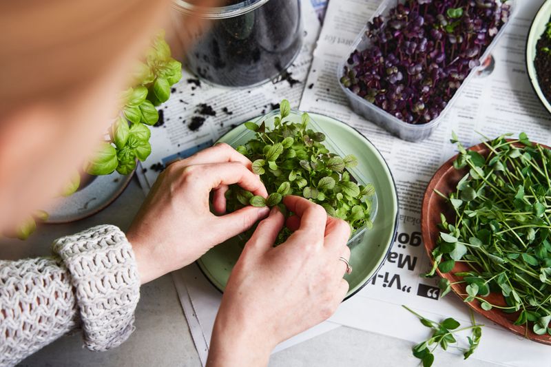 Microgreens