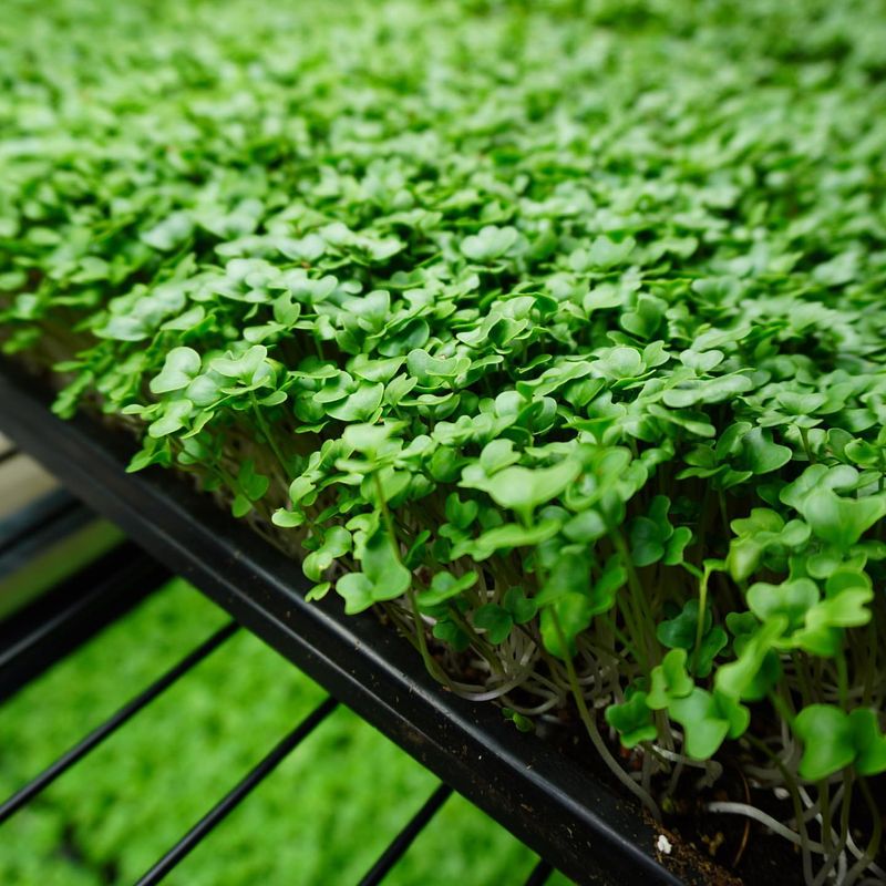 Microgreens