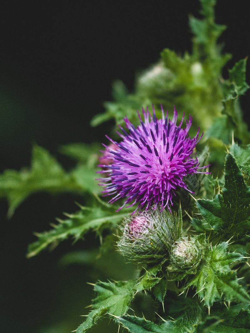 Milk Thistle