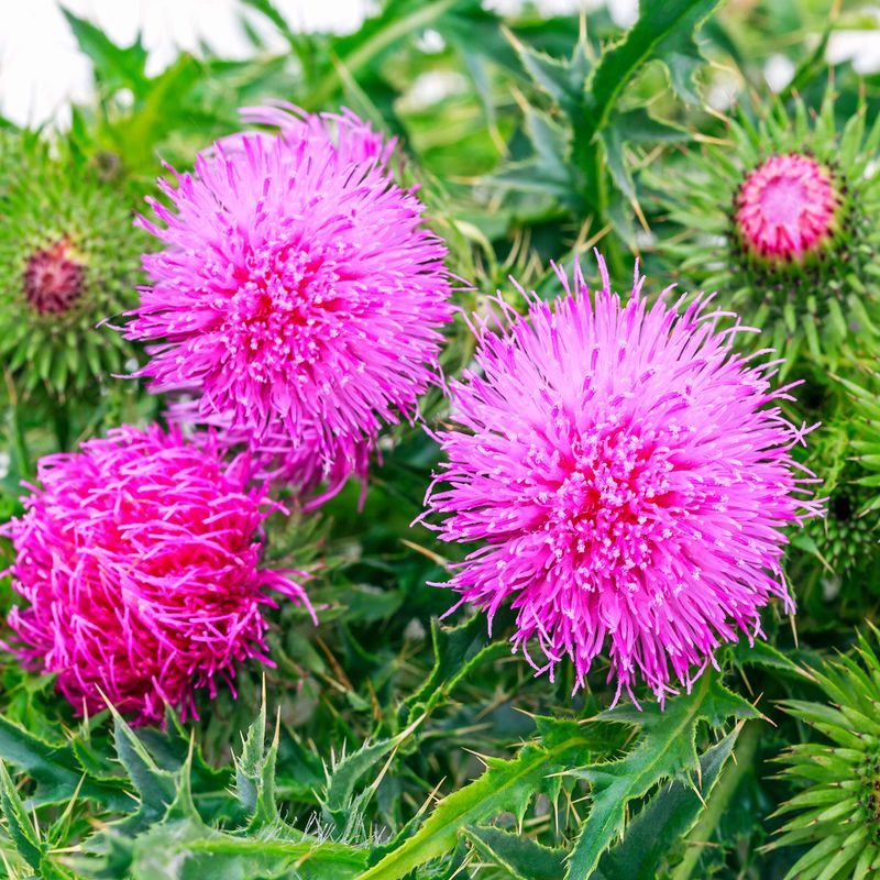 Milk Thistle