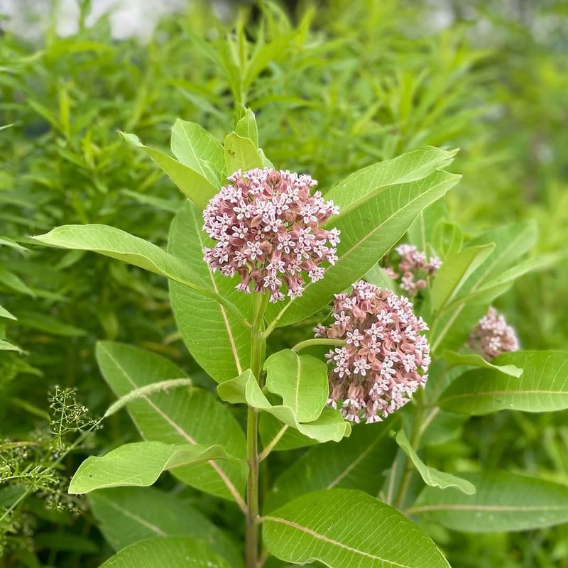 Milkweed