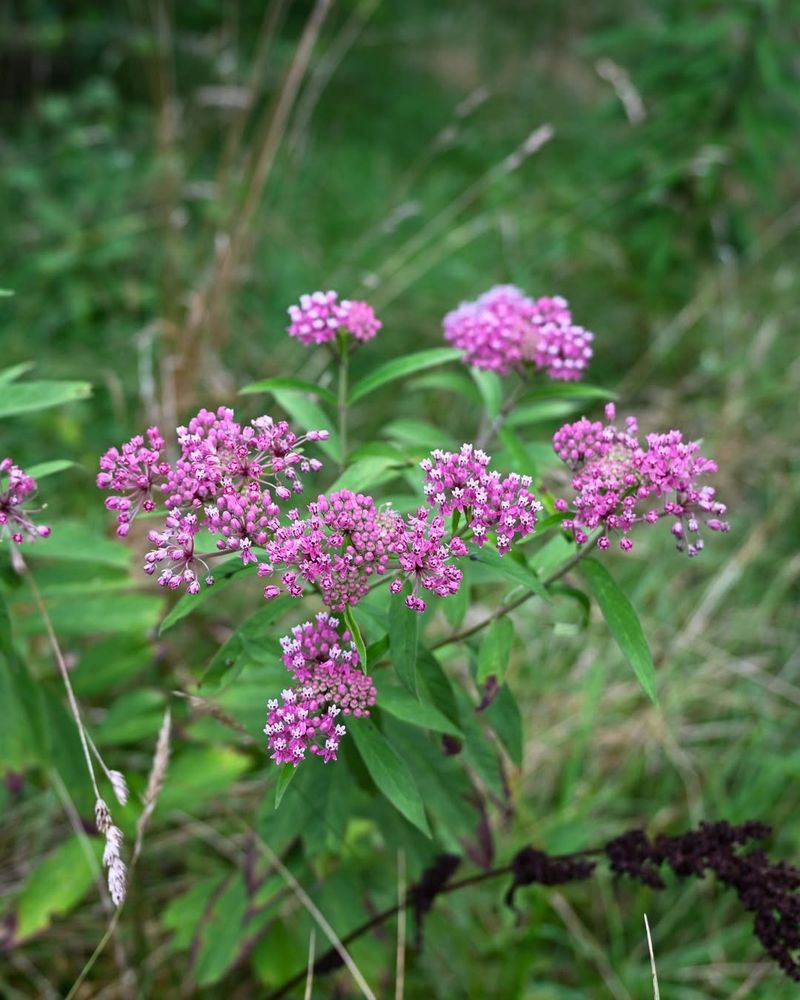 Milkweed