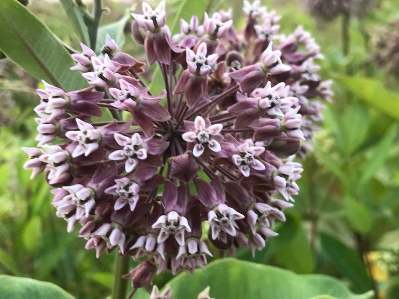 Milkweed