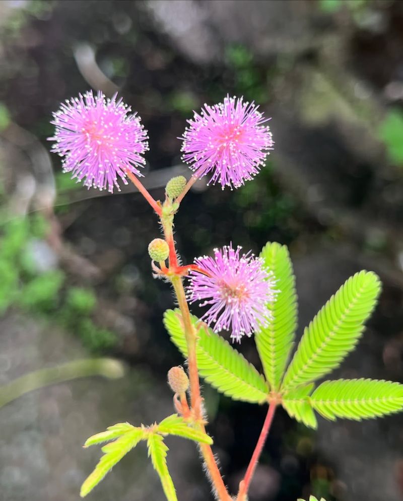 Mimosa Pudica