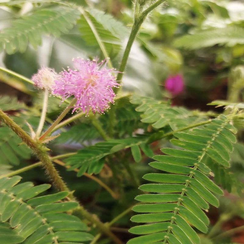 Mimosa Pudica