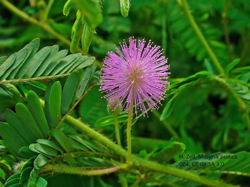 Mimosa Pudica