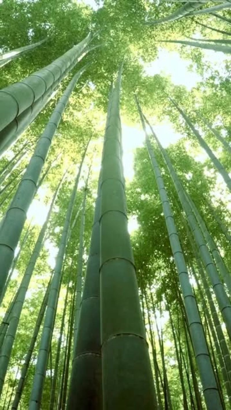 Bamboo Plants