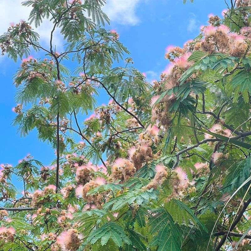 Mimosa Tree