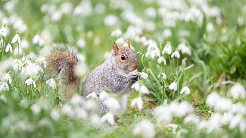 Mind the Squirrels