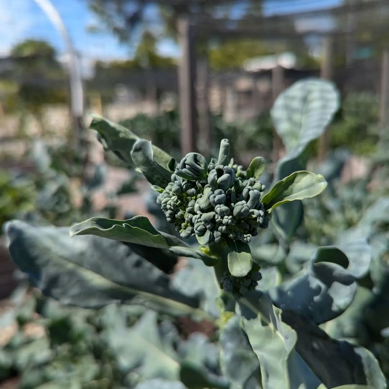 Mini Broccoli