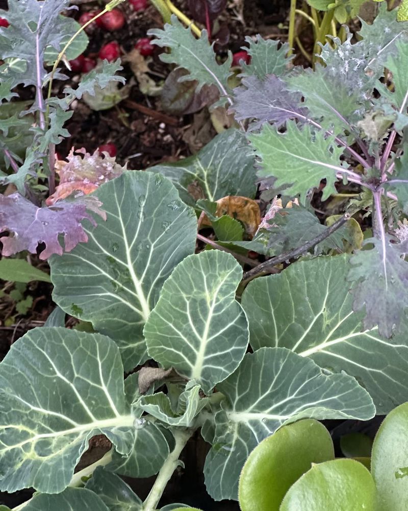 Mini Collard Greens