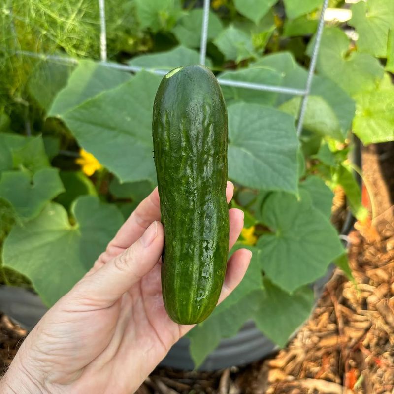 Mini Cucumbers