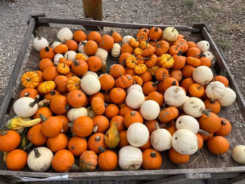 Mini Pumpkins