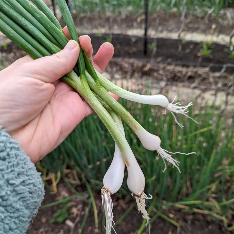 Mini Scallions