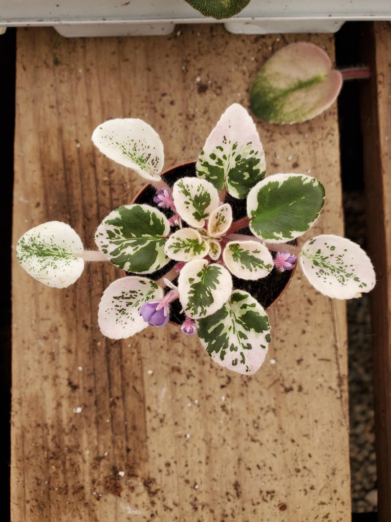 Miniature African Violet