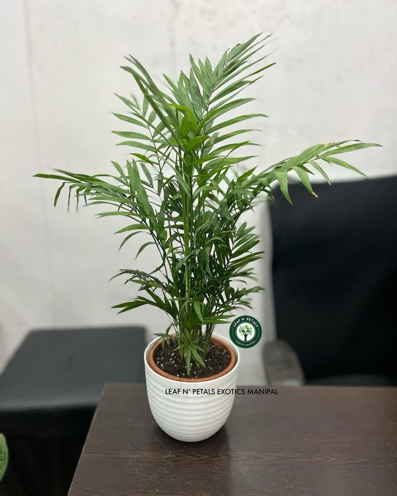 Miniature Bamboo Palm