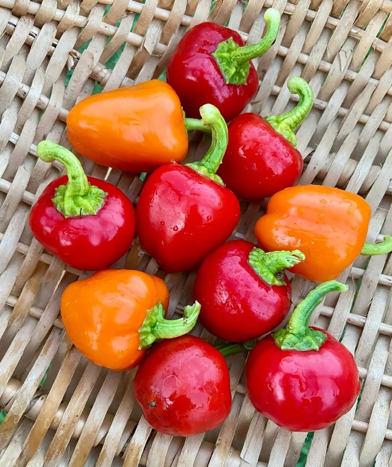 Miniature Bell Peppers