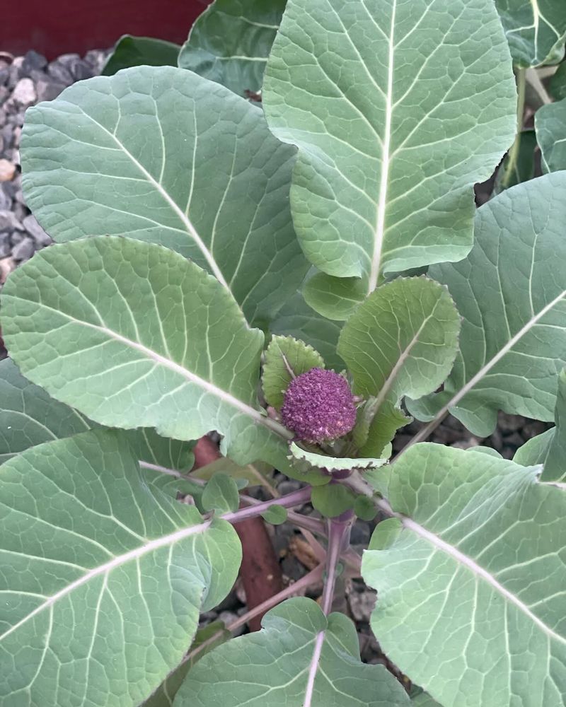 Miniature Cauliflower