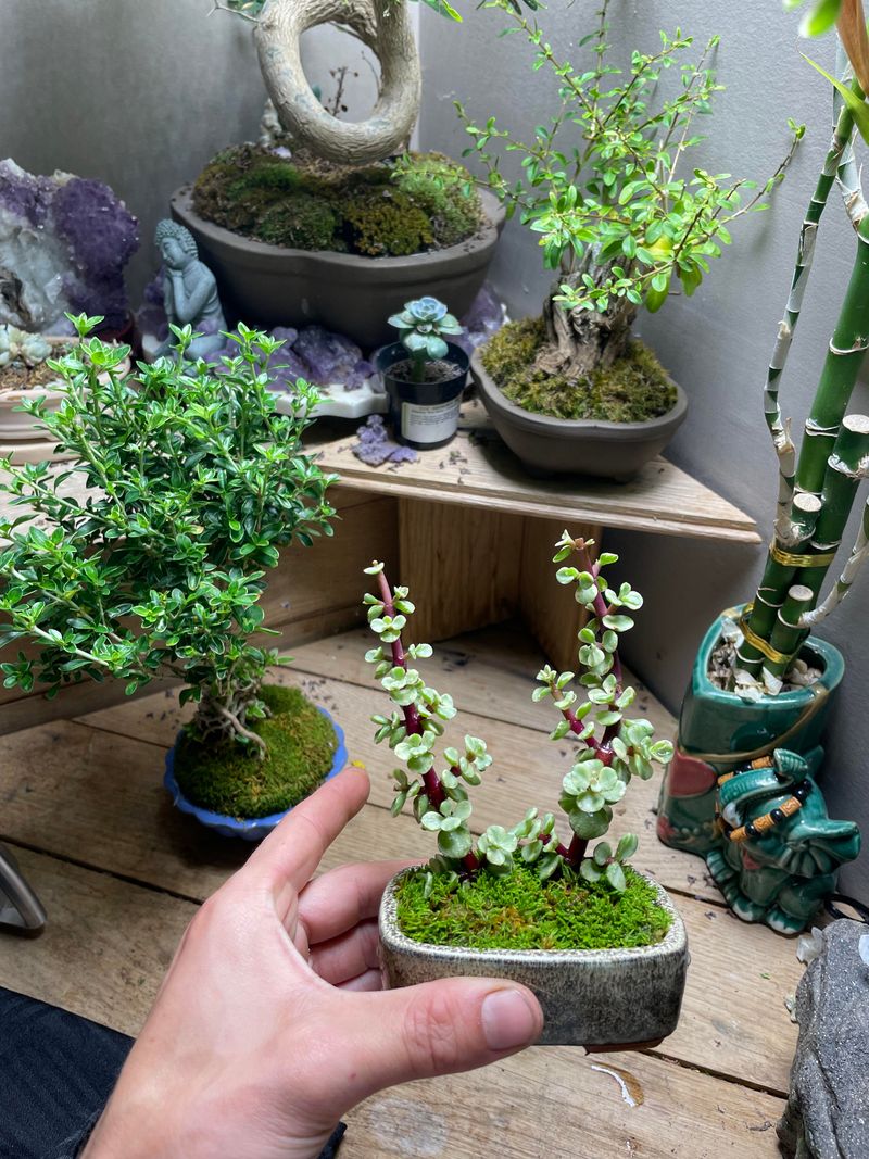 Miniature Jade Plant