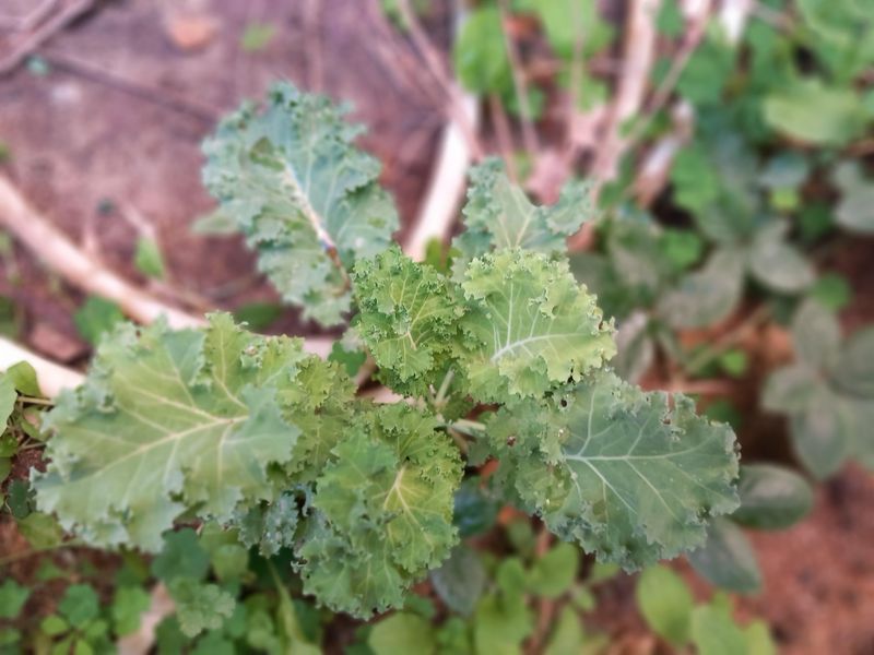 Miniature Kale