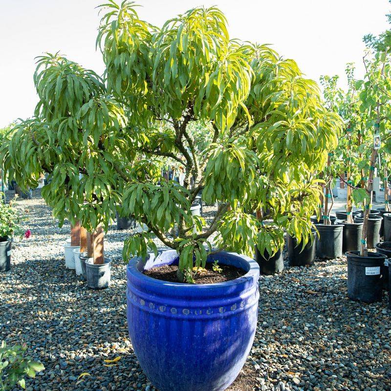 Miniature Peach Tree