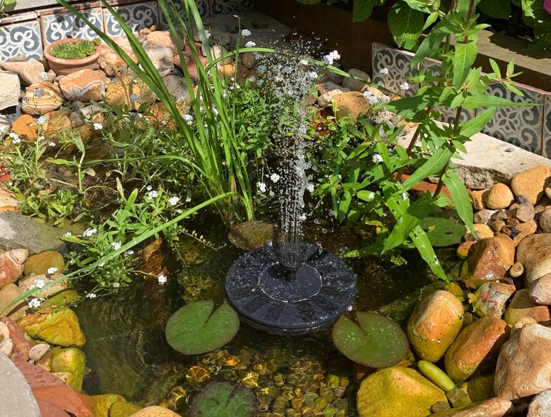 Miniature Pond