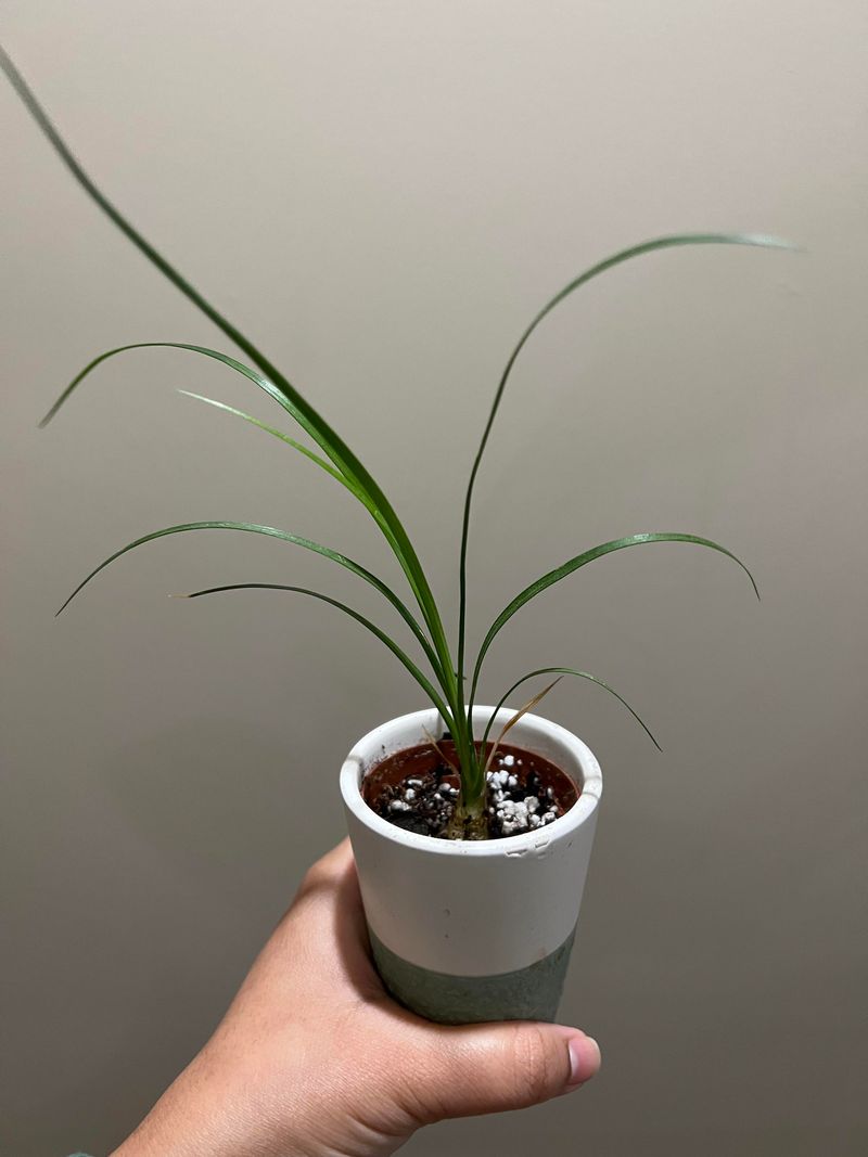 Miniature Ponytail Palm