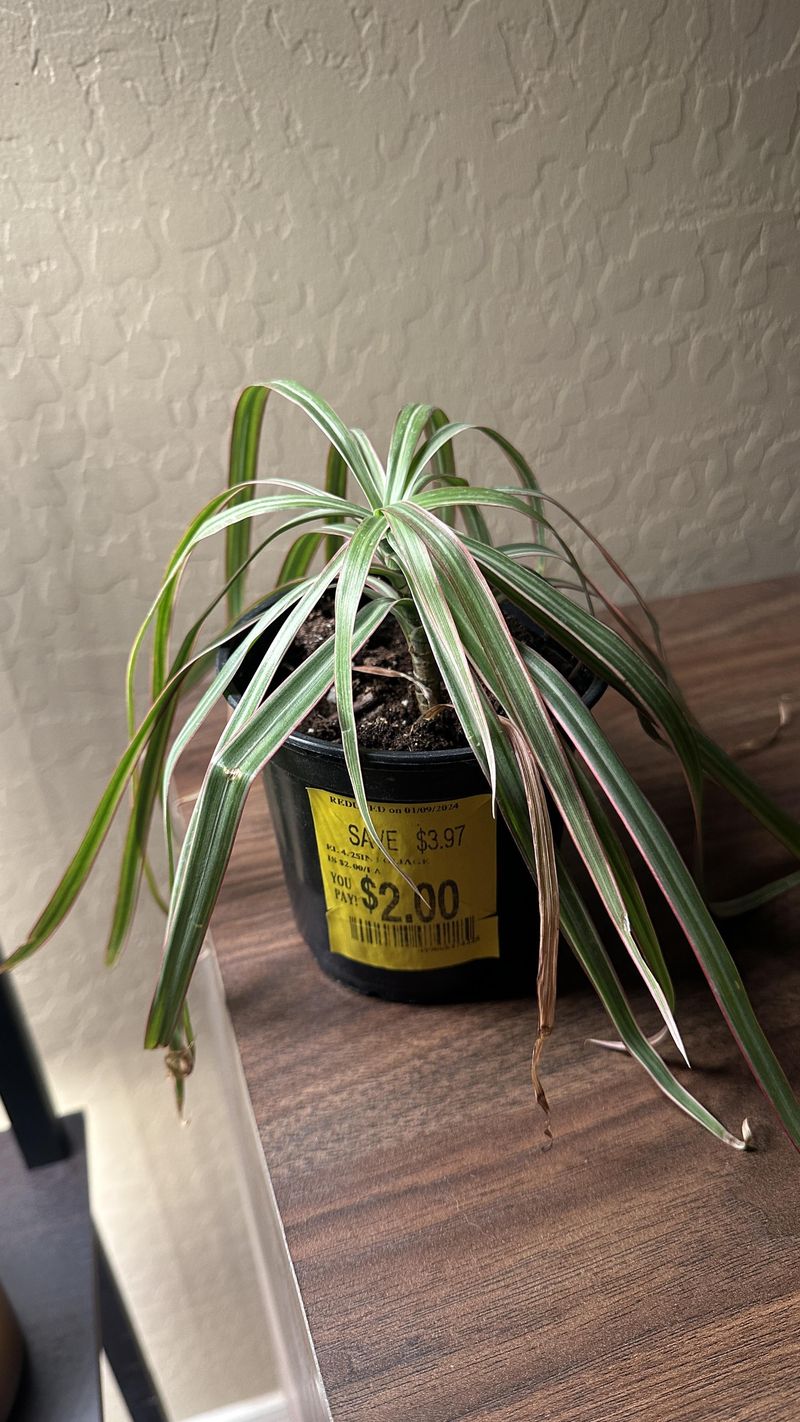 Miniature Spider Plant