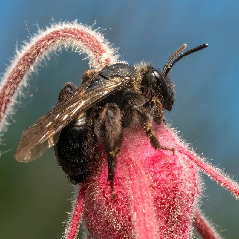 Mining Bees