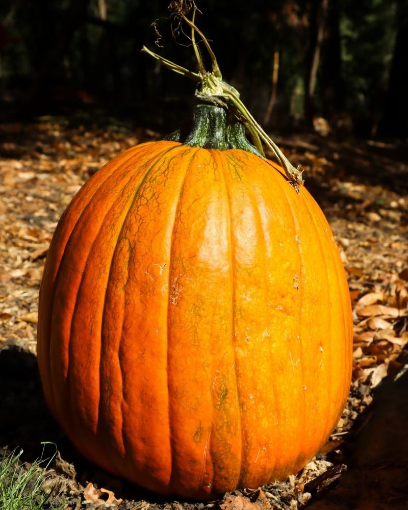 Minnesota's Gigantic Pumpkin