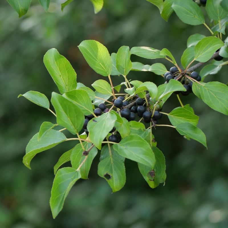 Minnesota: Common Buckthorn