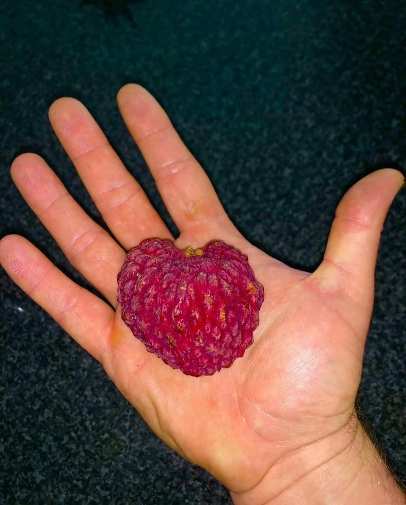 Minnesota - Large Raspberry