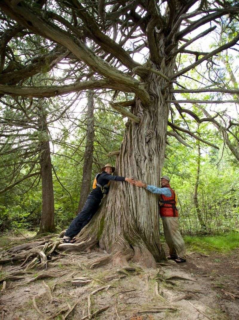 Minnesota's Woodland Titan