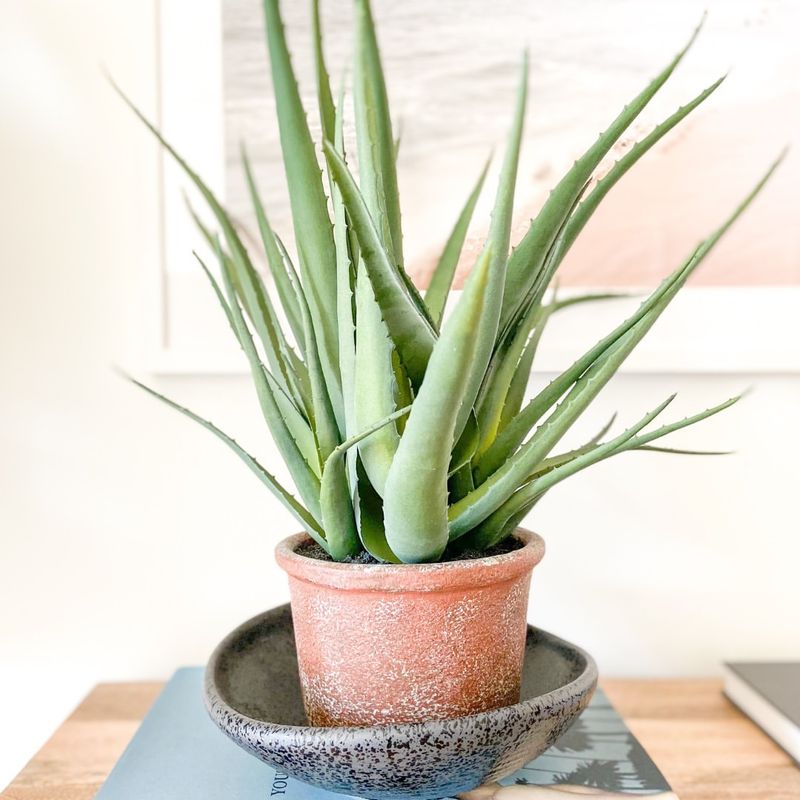 Aloe Vera