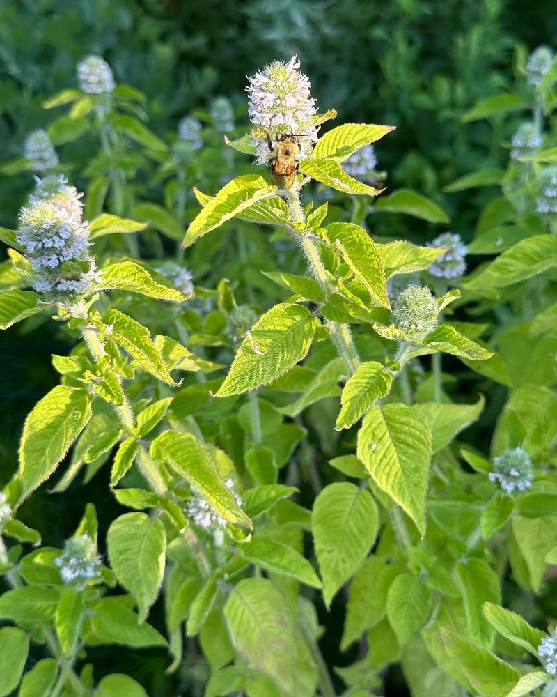 Mint Flowers