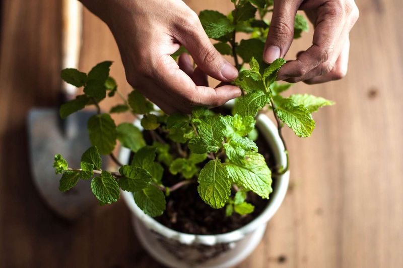 Mint Leaf Crafts