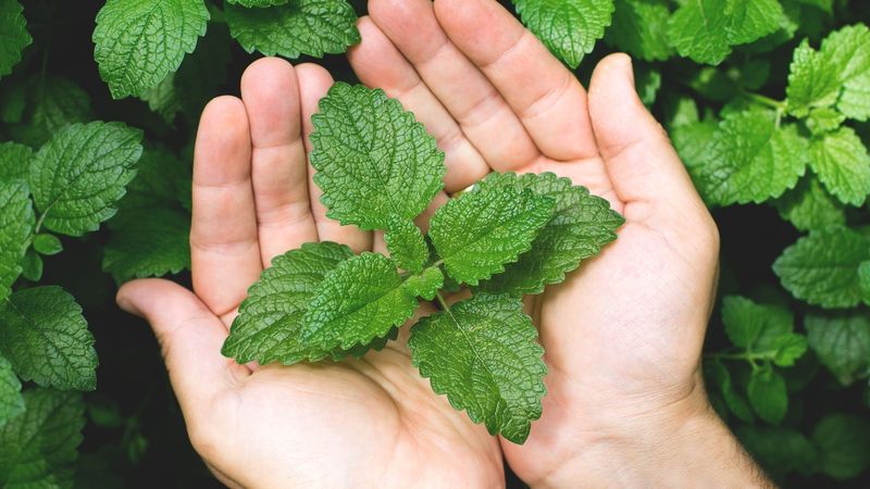 Mint Leaf Garnish