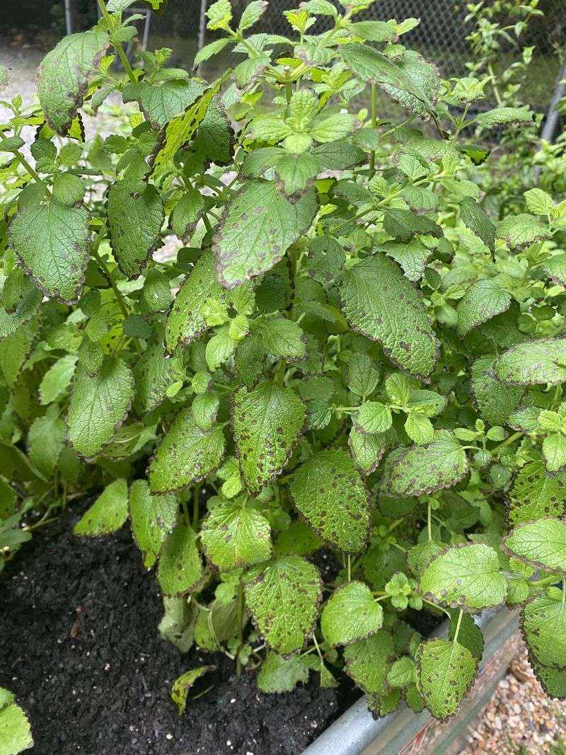 Mint & Lemon Balm