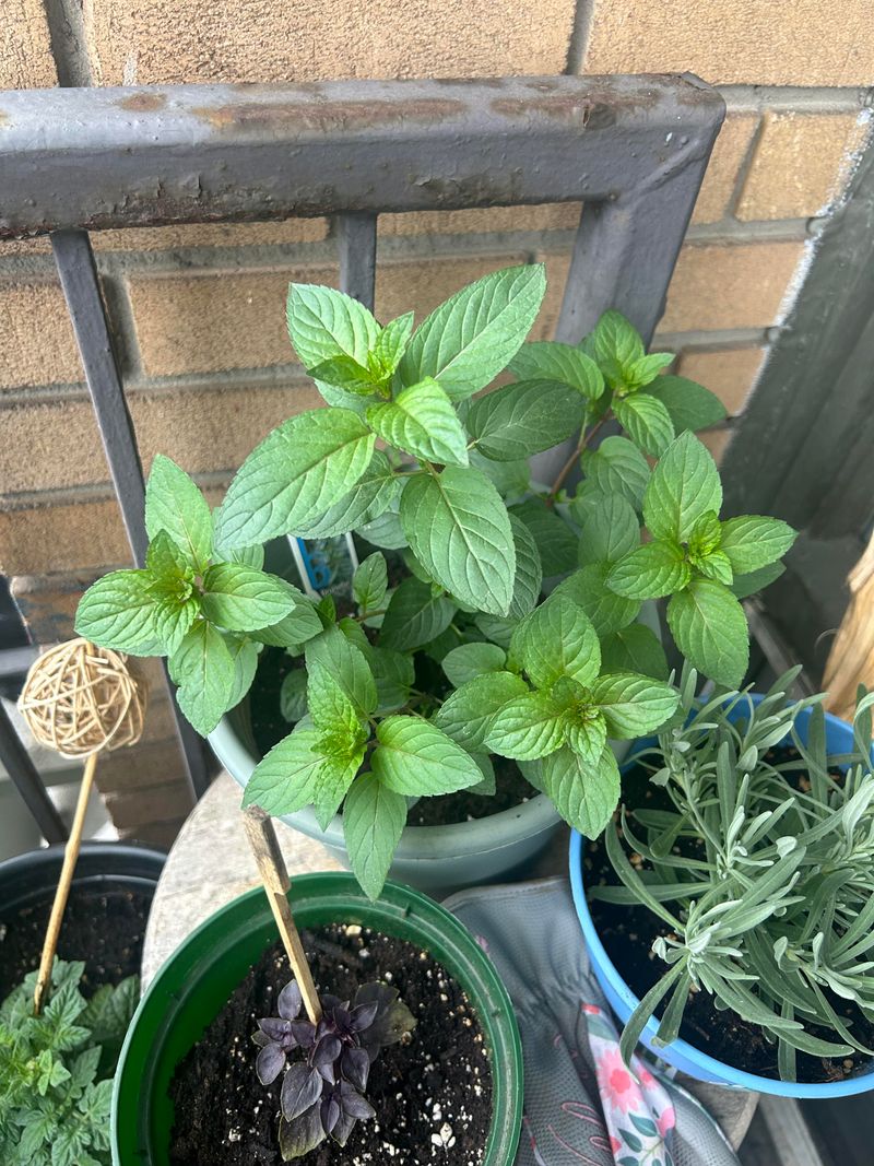 Mint and Other Herbs